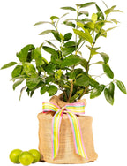 Birthday Live Persian Lime Tree Gift, Dwarf Citrus Tree, Easy to Grow, Indoor/Outdoor, Unique Birthday Present, by The Magnolia Company, Can't Ship to CA, AL, AZ, LA, TX