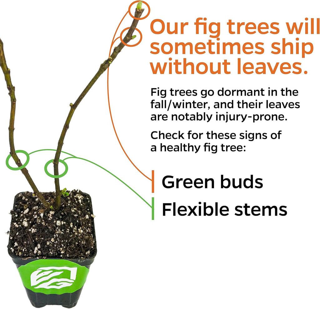 LSU Gold Fig Tree Starter Plant - Ficus carica by Wellspring Gardens - Fig Live Plants- Fig Tree - Fig Plant - Fig Trees Live Plants for Plants Enthusiast