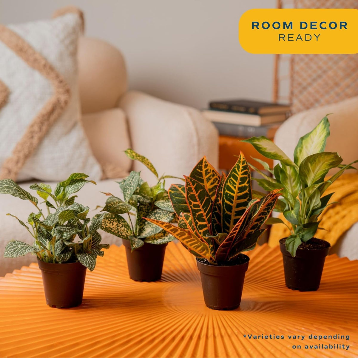 Costa Farms Live Indoor Plant Bundle in Plastic Pots, Easy to Maintain, Air Purifying Houseplants, Assorted Varieties, Room or Home Decor, House Warming Gift, 8-12 Inches Tall, Pack of 6