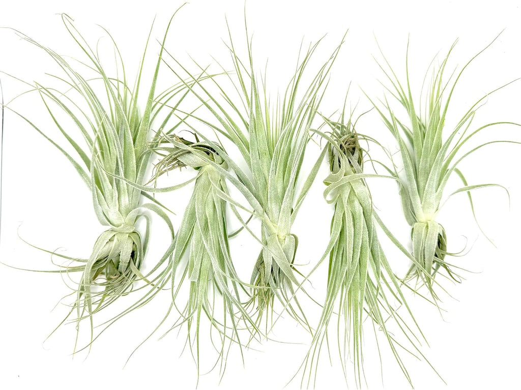Live Air Plant - Tillandsia Gardneri 5-7” - 5ct - ragnaroc Rare Collectors Indoor Tropical Plant - Live Arrival Guaranteed - House Plants for Home Decor & Gift
