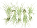 Live Air Plant - Tillandsia Gardneri 5-7” - 5ct - ragnaroc Rare Collectors Indoor Tropical Plant - Live Arrival Guaranteed - House Plants for Home Decor & Gift