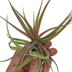 ragnaroc Air Plants - Tillandsia Brachycaulos Abdita, Large 4-6" - 2 ct - Live Arrival Guaranteed - House Plants for Home Decor & Gift