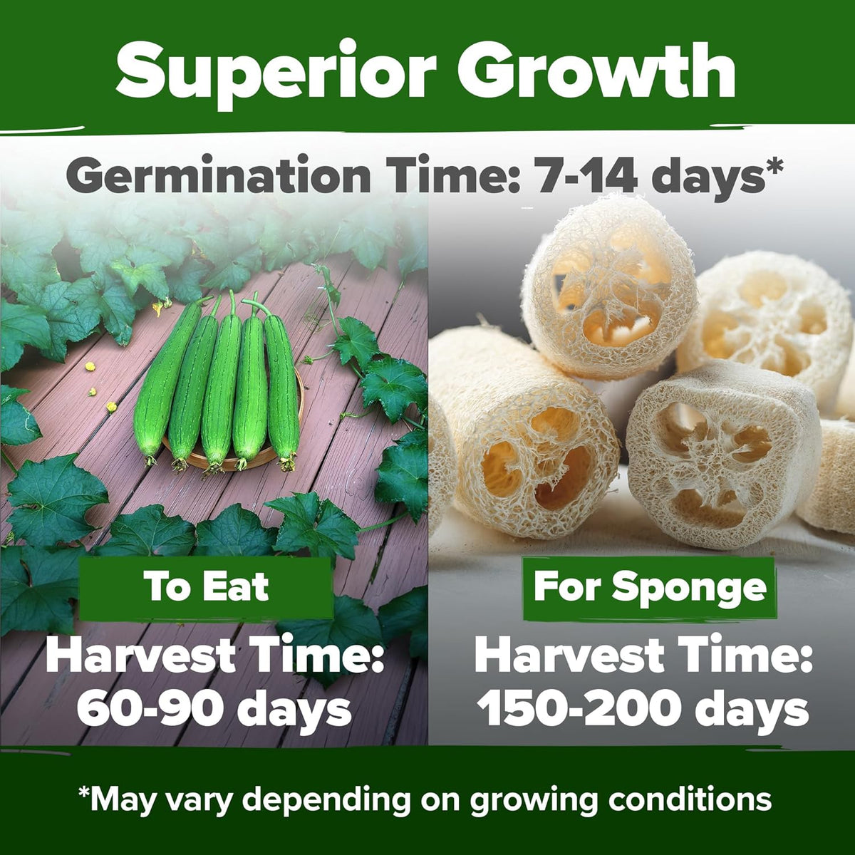 HOME GROWN Luffa Seeds 2 Pack(Luffa aegyptiaca)80 Heirloom 𝗡𝗢𝗡-𝗚𝗠𝗢,𝗨𝗦𝗔-𝗦𝗢𝗨𝗥𝗖𝗘𝗗 Loofah Gourd Seeds for Planting High Germination Rate - Make Sponges or Harvest Young Loofahs for Eating