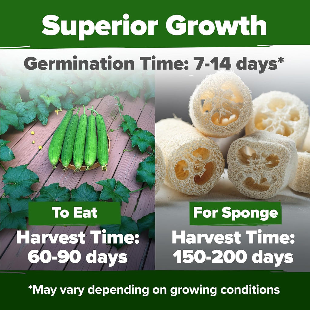 HOME GROWN 𝗨𝗦𝗔 𝗣𝗥𝗘𝗠𝗜𝗨𝗠 Luffa Seeds (Luffa aegyptiaca) 40 Heirloom 𝗡𝗢𝗡-𝗚𝗠𝗢 Loofah Gourd Seeds for Planting High Germination Rate - Make Sponges or Harvest Young Loofahs for Eating