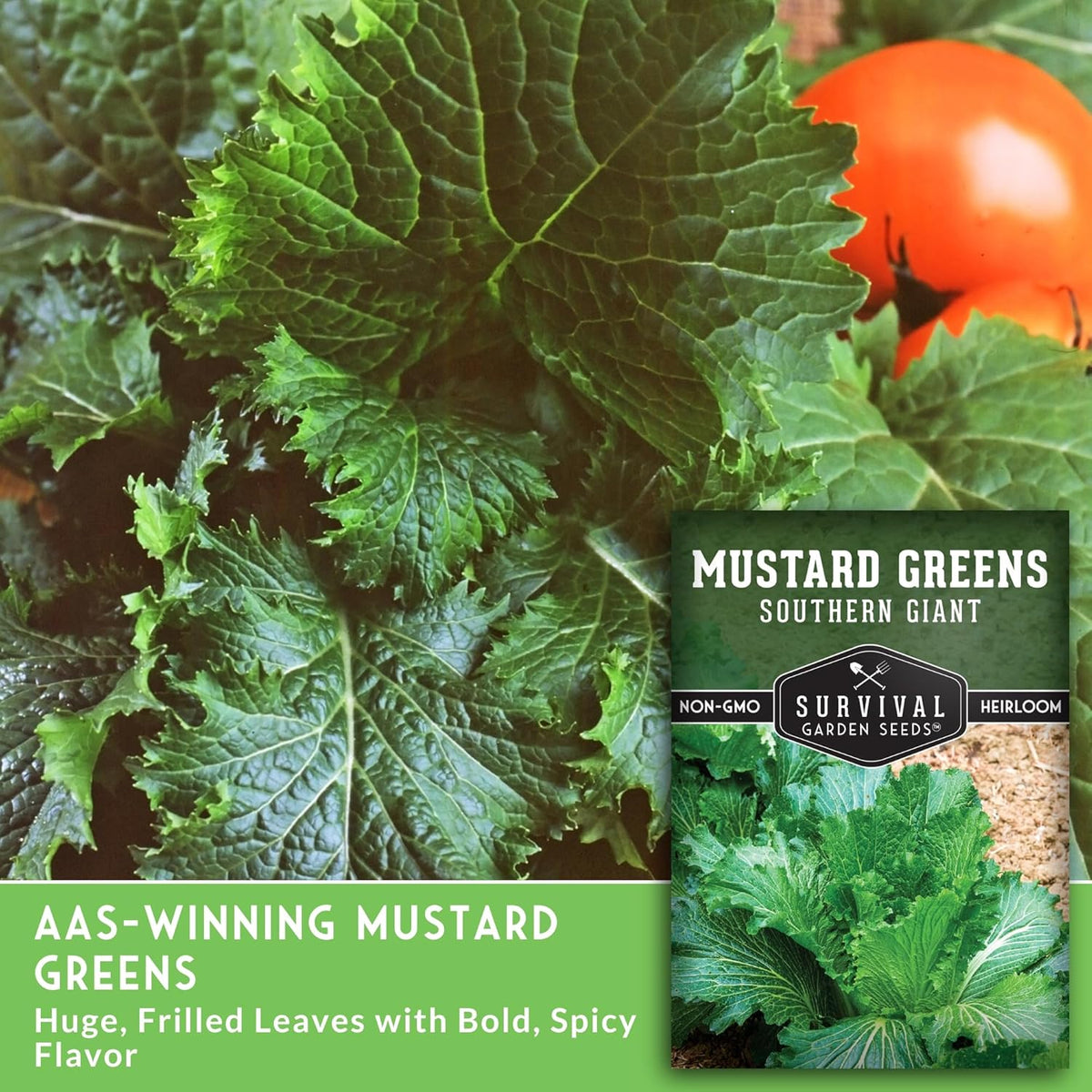 Southern Giant Mustard Green Seeds for Planting – Heirloom Non-GMO Spicy Greens, Heat Tolerant and Slow to Bolt for Home Vegetable Gardens - Survival Garden Seeds (2 Packs)