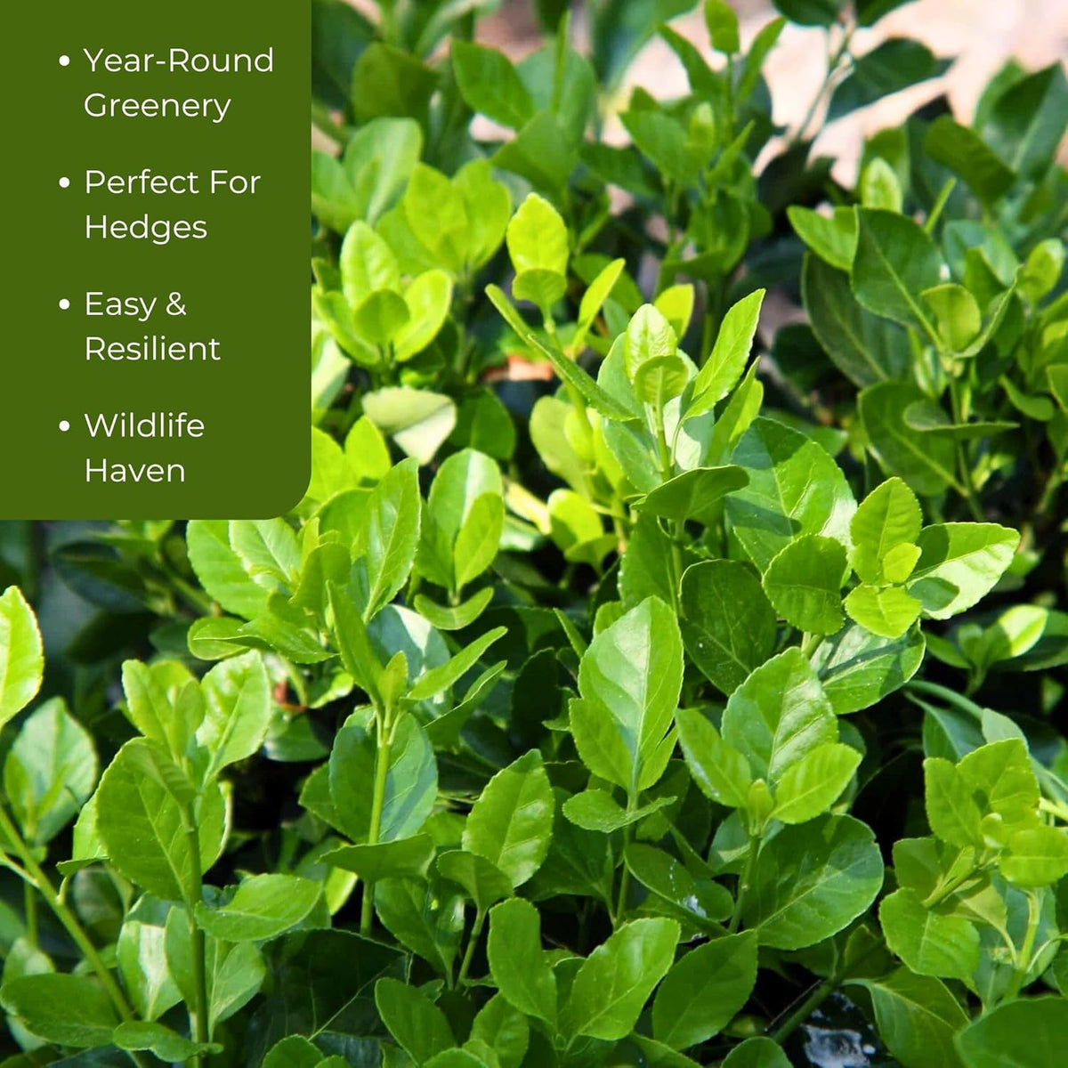 4 Manhattan Euonymus, Live Plants (Euonymus Kiautschovicus ‘Manhattan’) – Evergreen Shrub for Hedges, Thriving in 2.5” Nursery Cubes
