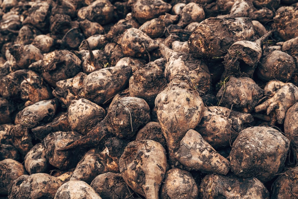Sugar Beet Seeds for Planting – Plant & Grow Heirloom Sugar Beets in Home Outdoor Vegetable Garden, Beta vulgaris – 5 Packets