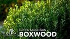 Green Mountain Boxwood | 3 Live Plants | Buxus sempervirens ‘Green Mountain’ | Evergreen Privacy Shrub | Compact Formal Garden Plants