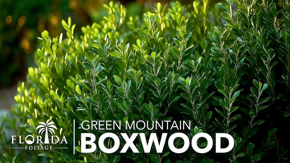 Green Mountain Boxwood | 3 Live Plants | Buxus sempervirens ‘Green Mountain’ | Evergreen Privacy Shrub | Compact Formal Garden Plants