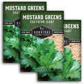 Southern Giant Mustard Green Seeds for Planting – Heirloom Non-GMO Spicy Greens, Heat Tolerant and Slow to Bolt for Home Vegetable Gardens - Survival Garden Seeds (3 Packs)