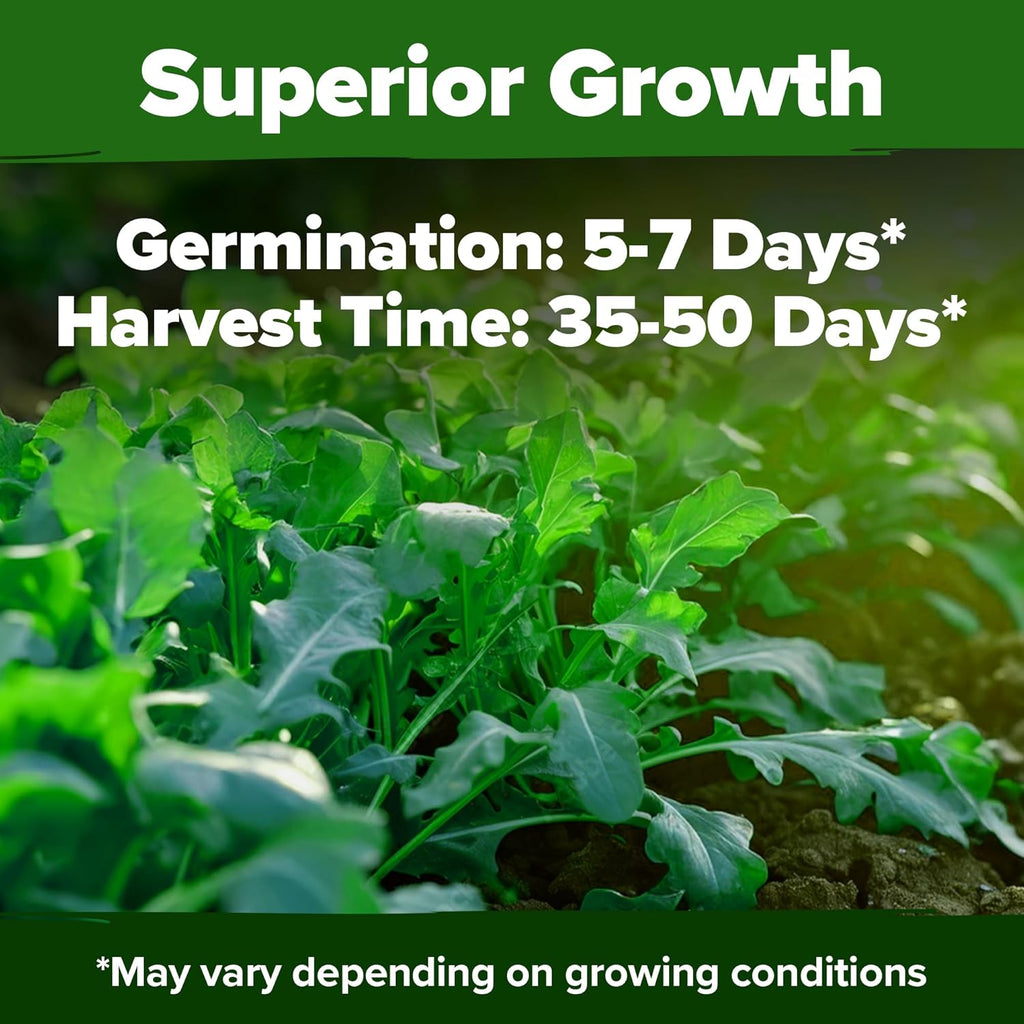 HOME GROWN Arugula Seed 2 Pack – 4350 𝗡𝗢𝗡-𝗚𝗠𝗢 𝗨𝗦𝗔 Vegetable Seeds – Ideal Seeds for Hydroponic Garden Indoor – Premium and Heirloom Arugula Seeds for Planting (Eruca vesicaria)