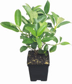 Sweet Viburnum | 12 Large 4 Inch Pots | Viburnum Odorotissimum | Live Plants | Fast Growing Privacy Hedge, Shrub, Privacy Screen