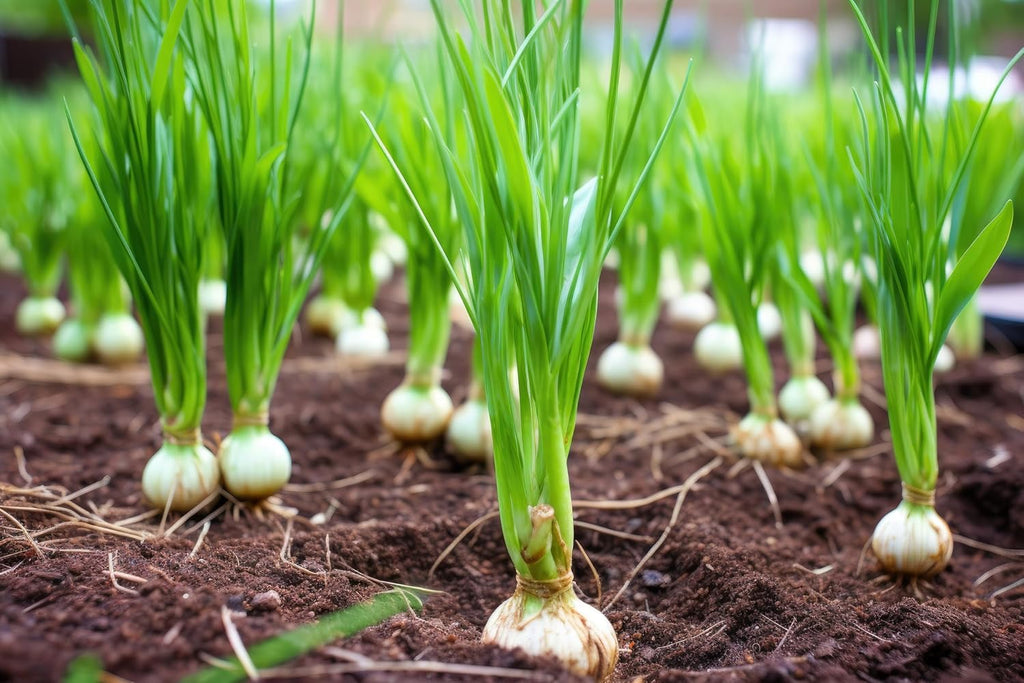Garlic Bulbs for Seed - Fresh California SOFTNECK Garlic for Planting - Grow Your Own Garlic (10 Bulbs)