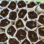 100Pcs Nursery Growing Bags, Non-Woven Fabric Seedlings Grow Bag for High Seedling Survival Rate, Flower Seed Packets Starter (8.2"x7.1")