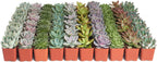 Shop Succulents Rosette Succulent Plant Pack Collection - Live Mini Succulent Plants, Low Maintenance, Floral Shaped Mix of Colors & Textures - Wedding and Party Favors, Gift & Garden, Pack of 64