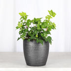 Thorsen's Greenhouse Live Green English Ivy Plant, Hedera Helix, Natural Air Purifier, Easy to Grow, Live Indoor Houseplant, 4" Diameter Pot (Brushed Silver)