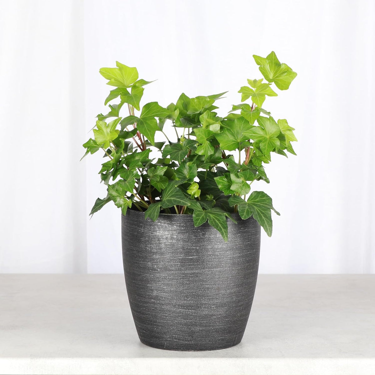 Thorsen's Greenhouse Live Green English Ivy Plant, Hedera Helix, Natural Air Purifier, Easy to Grow, Live Indoor Houseplant, 4" Diameter Pot (Brushed Silver)
