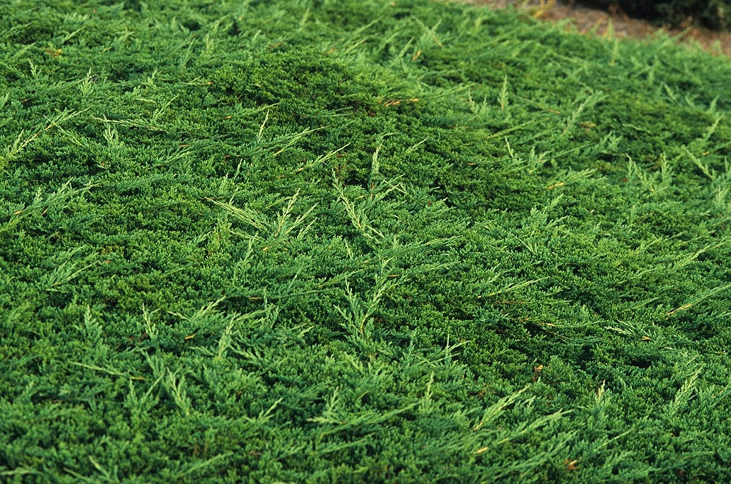 Prince of Wales Juniper - 60 Live Plants - Drought Tolerant Cold Hardy Evergreen Ground Cover