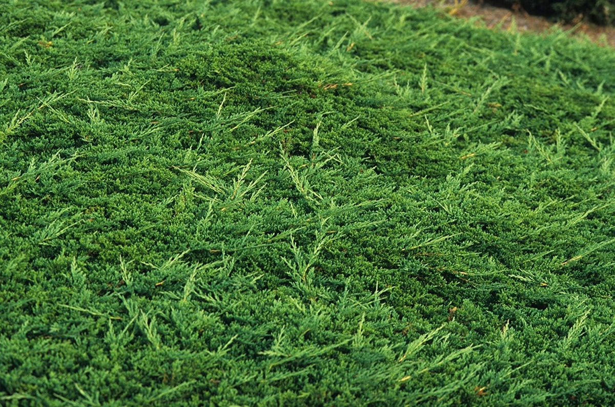 Prince of Wales Juniper - 40 Live Plants - Drought Tolerant Cold Hardy Evergreen Ground Cover