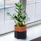 6.5 Inch Self-Watering Planter Pot with Terracotta Insert, Deep Water Reservoir, and Ceramic-Alike BPA-Free Plastic Pot for Plant, Modern Planter for Houseplants, Black/Terracotta, 53-B-S-5