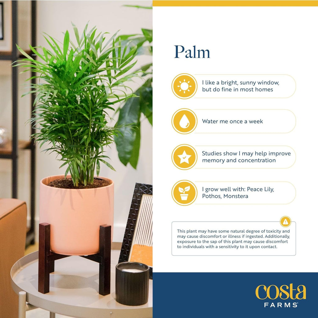 Costa Farms Parlor Palm, Neanthebella, Easy to Grow Houseplant Potted in Décor Plant Pot, Everyday Gift for Mom, For Wife, From Daughter, Son, Room or Home Decor, 1 Foot Tall