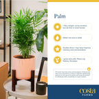 Costa Farms Neanthebella Palm Parlor Palm Live Indoor Plant 12-Inches Tall, Ships in Grower's Pot