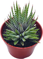 Live Succulent 4" Haworthia Super Fasciata, Succulents Plants Live Fully Rooted House Plant for Home Office Decoration, DIY Projects by The Succulent Cult