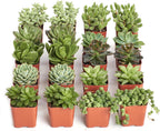 Shop Succulents Verde Succulent Plant Pack Bulk Collection - Live Mini Succulent Plants, Low Maintenance, Mix of Green Succulents & Textures - Wedding and Party Favors, Gift & Garden, Pack of 20