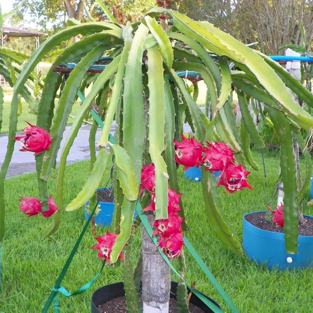 Dragon Fruit Tree - 5 Live Plants in 4 Inch Pots - Hylocereous Undatus - Edible Tropical Fruit Plant from Florida