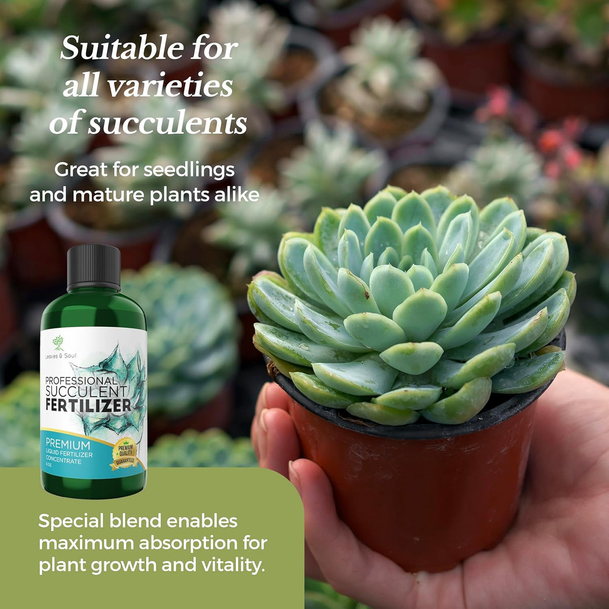 Professional Liquid Succulent Plant Fertilizer | 3-1-2 Concentrate for Plants and Flowers | Multi-Purpose Blend & Gardening Supplies | 8 oz Bottle