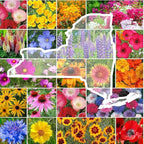 Eden Brothers New York Wildflower Mixed Seeds for Planting, 1 lb, 480,000+ Seeds with Coneflower, Cosmos | Attracts Pollinators, Plant in Spring or Fall, Zones