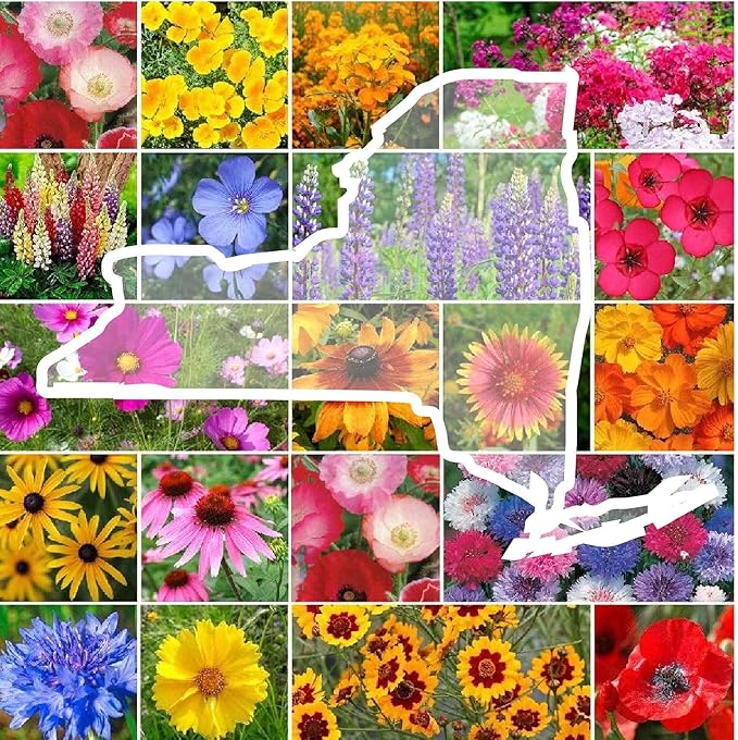 Eden Brothers New York Wildflower Mixed Seeds for Planting, 1 lb, 480,000+ Seeds with Coneflower, Cosmos | Attracts Pollinators, Plant in Spring or Fall, Zones