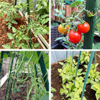 Garden Stakes 4FT Tomato Stakes for Outdoor Plant Support, 0.43 inch Diameter Plant Stake Sticks for Beans Potted Climbing Plants Gardening Supplies 20 Pack