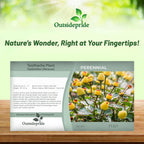Outsidepride Toothache Plant Seeds - 10000 Pcs. Perennial, Easy to Grow & Pollinator Friendly, Herb Seeds for Planting Ornamental, Pompom-Shaped Yellow Blooms for Culinary Creations & Herb Gardens