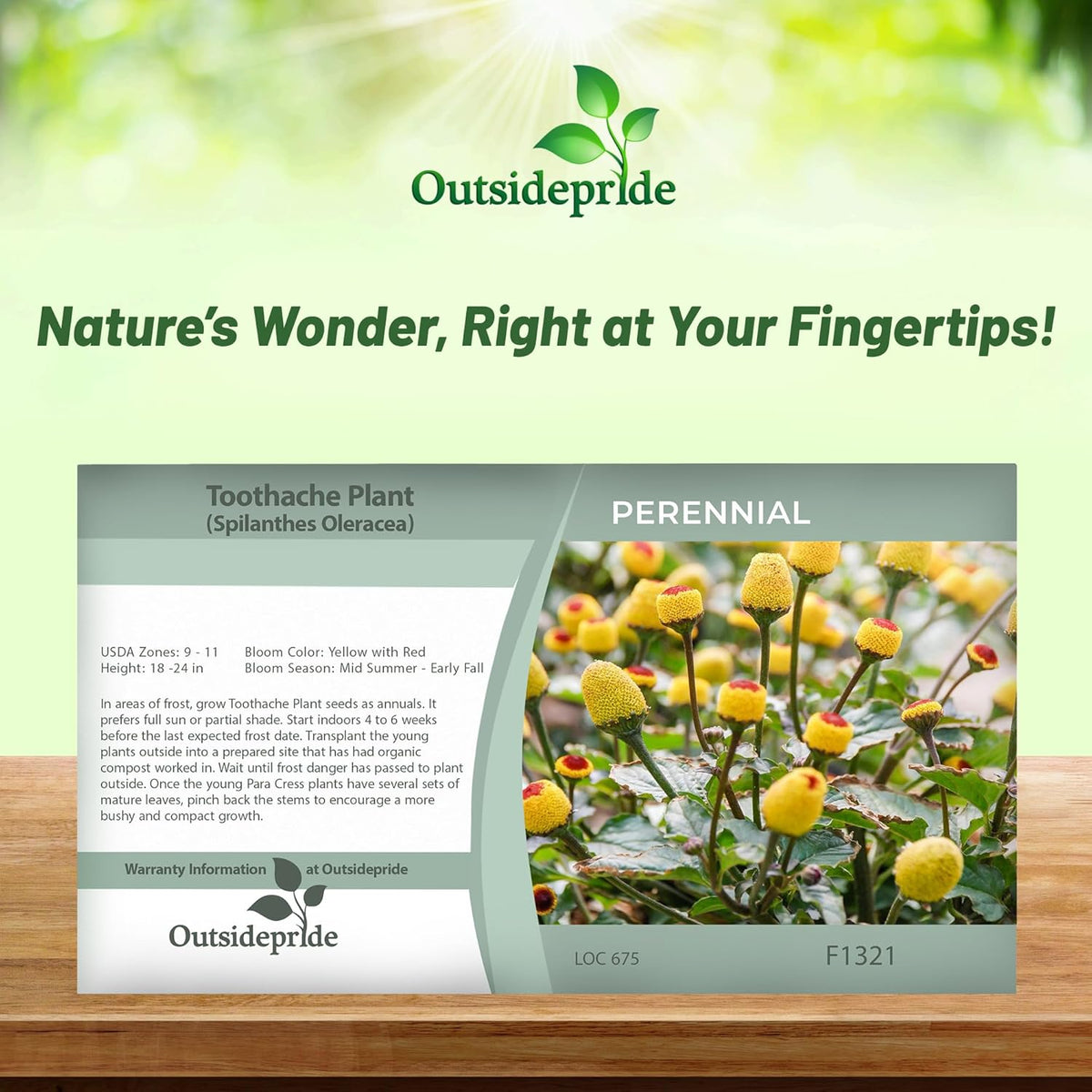 Outsidepride Toothache Plant Seeds - 10000 Pcs. Perennial, Easy to Grow & Pollinator Friendly, Herb Seeds for Planting Ornamental, Pompom-Shaped Yellow Blooms for Culinary Creations & Herb Gardens