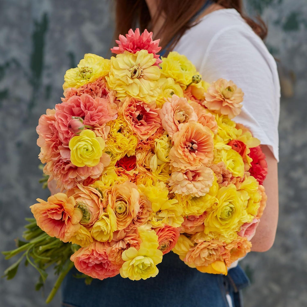 Eden Brothers Ranunculus Bulbs - Pastel Lemon
