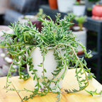 Live Succulents String of Dolphins (4-inch), Succulent Plants Fully Rooted in Pots with Soil, Easy-Care House Plant for DIY, Home Office Decor, Wedding Party Favor