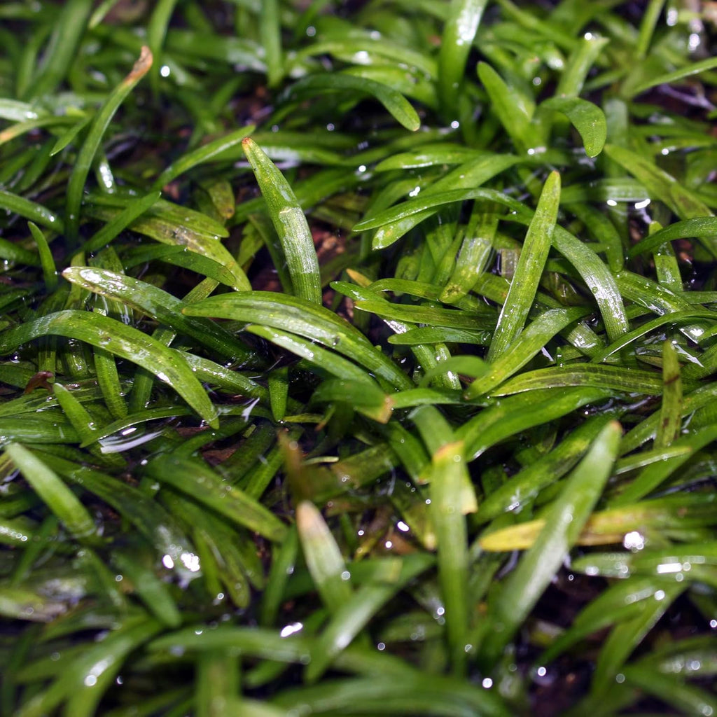 Ultum Nature Systems Sagittaria Subulata Tissue Culture Live Plant for Aquarium, Aquascape, Freshwater Fish Tanks - 100% Snail Free in Vitro