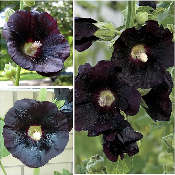 Seed Needs, Black Hollyhock Seeds - 100 Heirloom Seeds for Planting Alcea rosea - Great for Gothic Gardens, Open Pollinated Biennial that Attracts Pollinators (1 Pack)