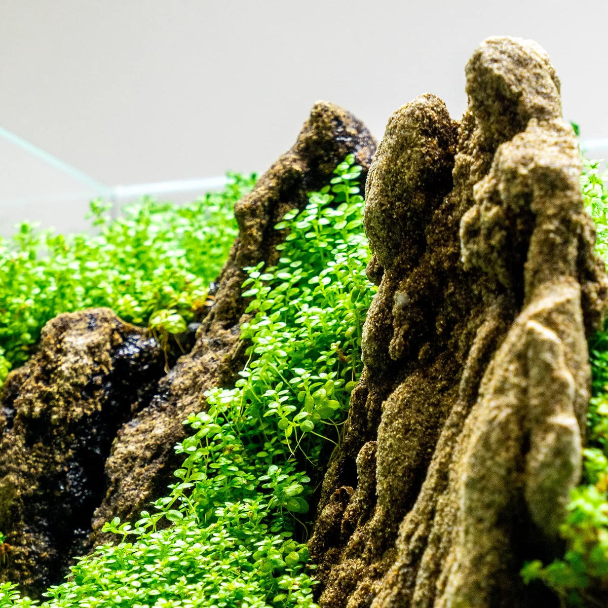 Ultum Nature Systems Dwarf Baby Tears Hemianthus Callitrichoides Cuba Tissue Culture Live Plant for Aquarium, Aquascape, Planted Freshwater Fish Tanks - 100% Snail Free in Vitro