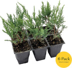 6 Tamarix Juniper in 3.5" Nursery Cubes | Juniperus Sabina ‘Tamariscifolia’ | Dense, Low-Maintenance Evergreen Shrub with Fine, Feathery Foliage | Ready-to-Plant Live Starters