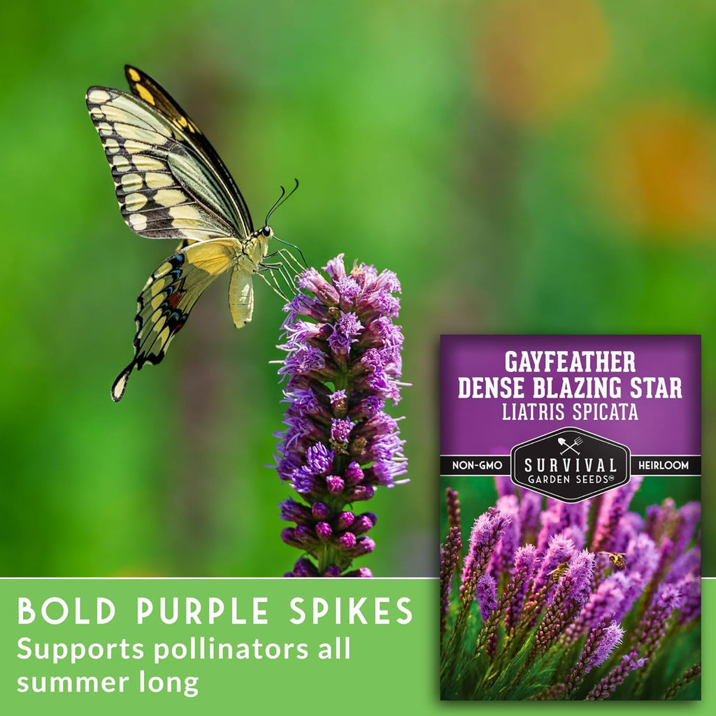 Survival Garden Seeds - Dense Blazing Star (Liatris spicata) | Gayfeather | Prairie Feather | North American Native Wildflower Seeds - 1 Pack