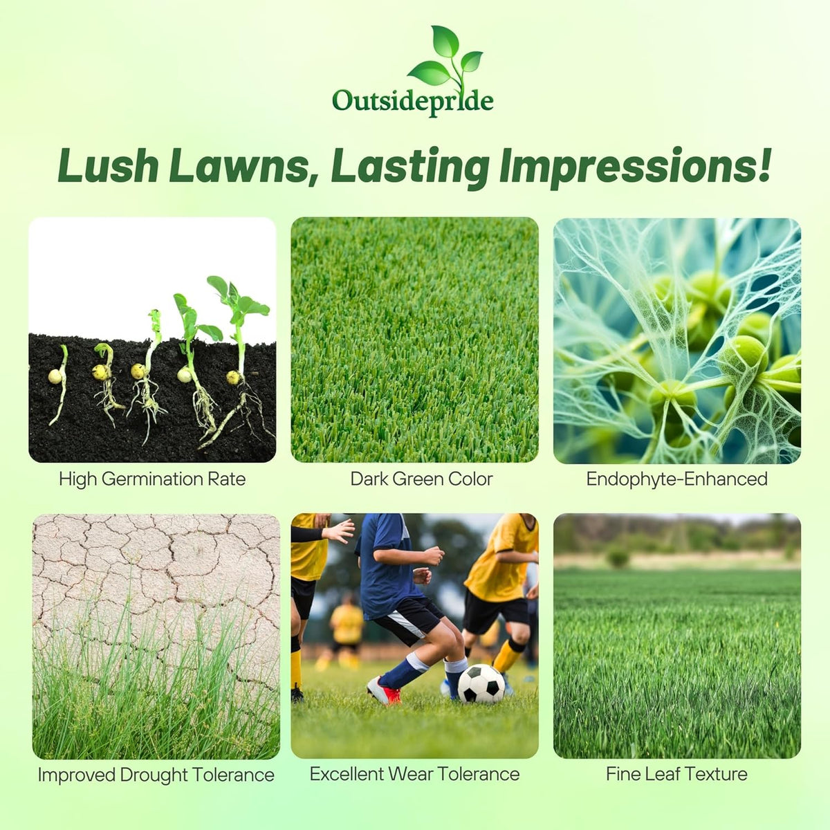 Outsidepride Fireball & Hattrick Rye Grass Seed Blend - 50 Lbs. Wear Tolerant, Fine Leaf Texture Perennial Rye Grass Seeds for Lawn, Sports Turf & More, OptiGrowth Coated for Better Establishment