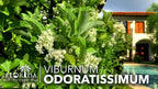 Viburnum Odoratissimum | 20 Live Plants | Viburnum odoratissimum | Fast Growing Privacy Hedge | Evergreen Screening Shrub