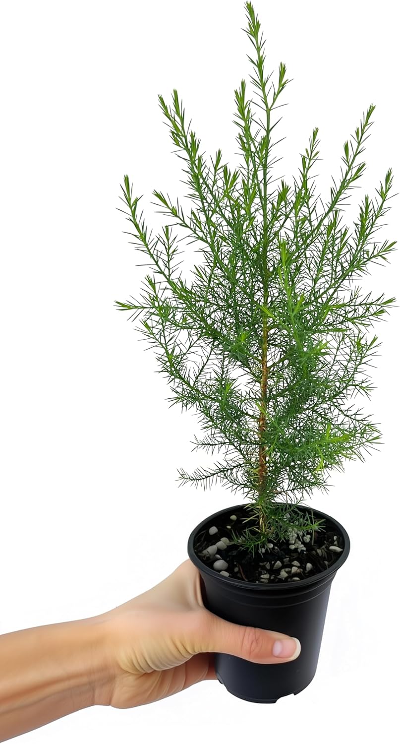 Southern Red Cedar | 3 Live 4 Inch Pots | Juniperus Virginiana Silicicola | Evergreen Privacy Trees | Native Landscape Plants