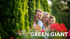 Thuja Arborvitae Green Giant - 1 Live Quart Size Plant - Evergreen Privacy Trees