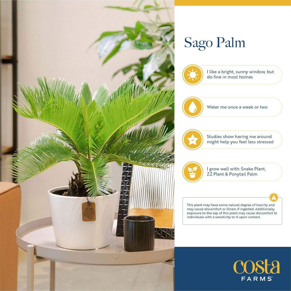 Costa Farms Live Sago Palm, Easy to Grow Live Indoor Plant, Houseplant in Plant Pot, Home and Room Decor, 1 Foot Tall