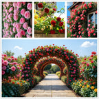 200+ Climbing Rose Seeds for Planting Outdoors - Vibrant Vine Flower, Long-Blooming Ornamental Garden Blooms (Pink)