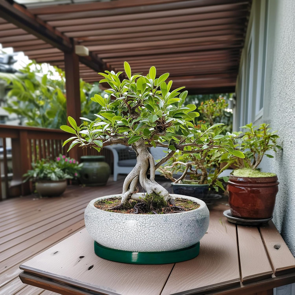 Bonsai Pots 13 Inch - Shallow Ceramic Planter with Drainage Hole and Saucer, Round Succulent Pots for Indoor Outdoor, Large Succulent Planter, Apartment Decor, Gardening Gifts, Green