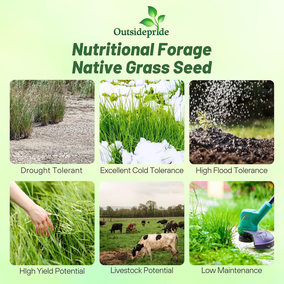 Outsidepride Switchgrass Seed - 25 lbs. Perennial Hardy, Drought & Flood Tolerant Native Grass Seed Ideal Fast-Growing Grasses for Erosion Control, Wildlife Forage & Food Plots, Thrives in Poor Soil